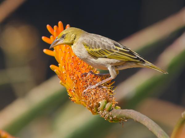 Grote textorwever (Ploceus cucullatus)